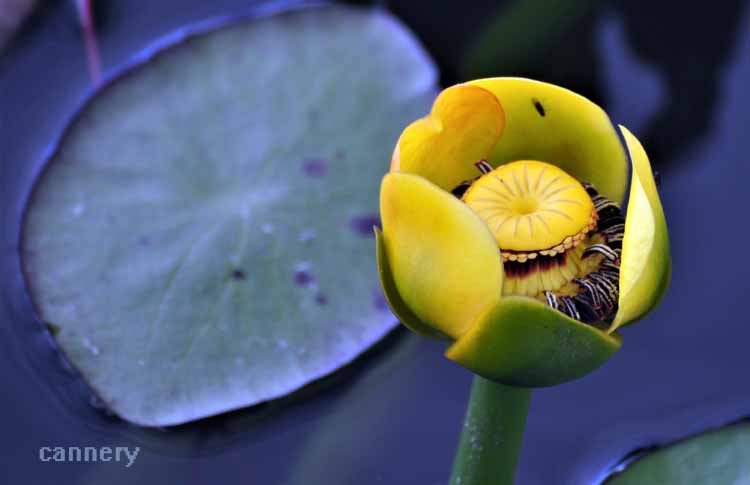 yellow bloom